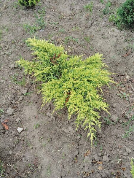 Plante ornamentale,
