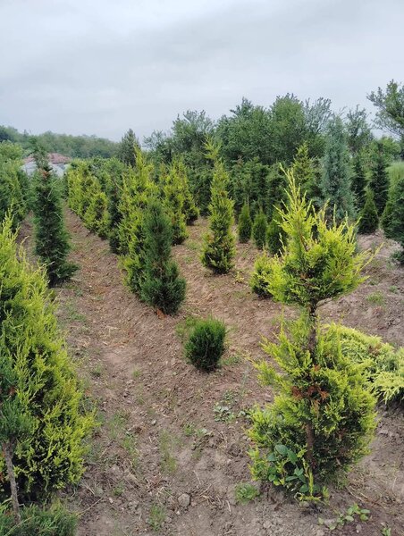 Plante ornamentale,