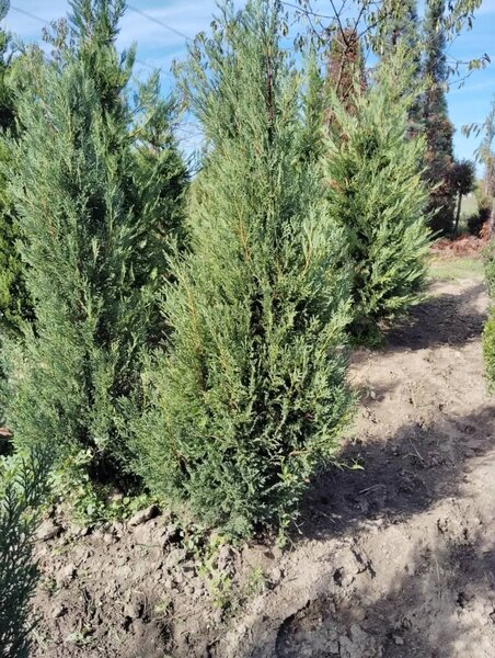 Plante ornamentale,