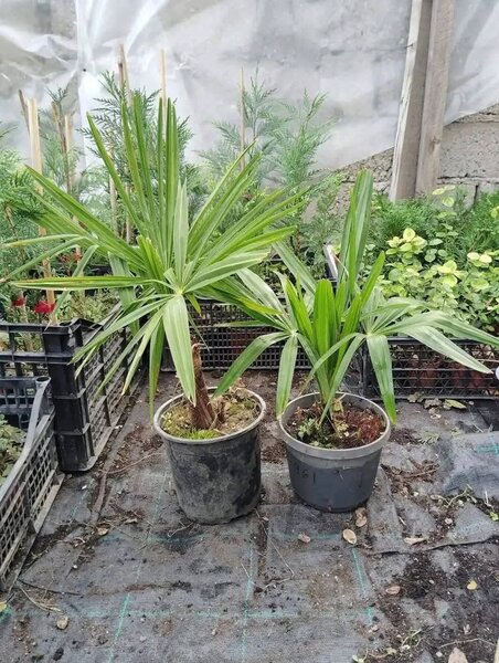 Plante ornamentale,