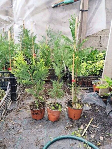 Plante ornamentale,