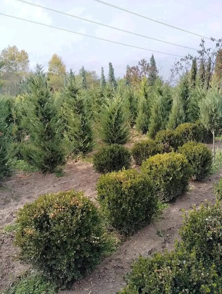 Plante ornamentale,