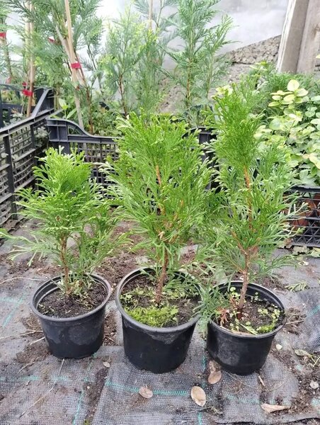 Plante ornamentale,