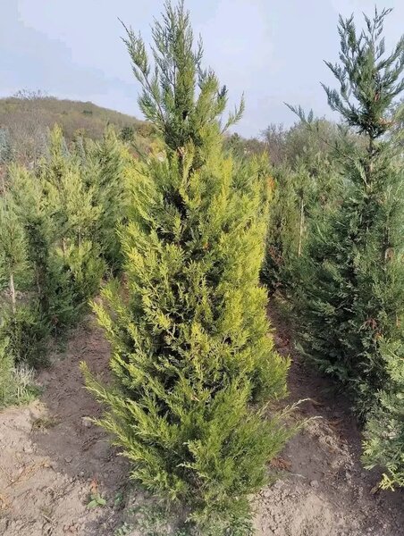 Plante ornamentale,