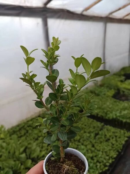 Plante ornamentale,