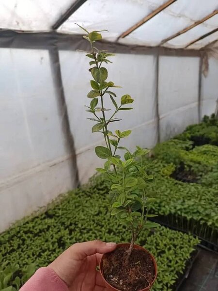 Plante ornamentale,