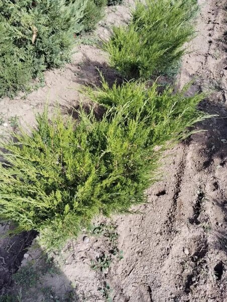 Plante ornamentale,