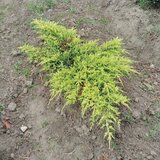 Plante ornamentale